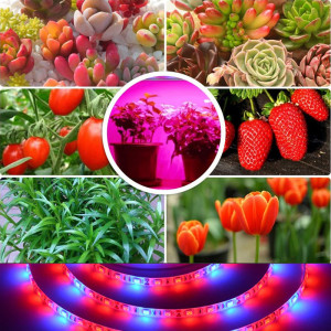 Fruit growth led strip...